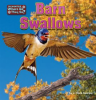 Barn_Swallows