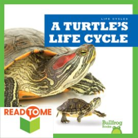 A_Turtle_s_Life_Cycle