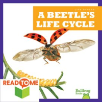 A_Beetle_s_Life_Cycle