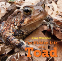 The_hidden_life_of_a_toad