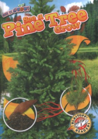 See_a_pine_tree_grow