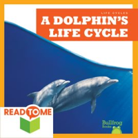 A_Dolphin_s_Life_Cycle