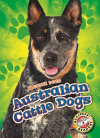 Australian_Cattle_Dogs