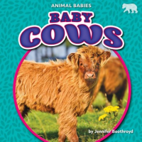 Baby_cows