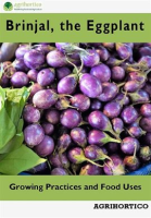 Brinjals__Growing_Practices_and_Food_Uses