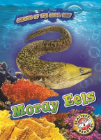 Moray_Eels