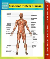 Muscular_System__Human_